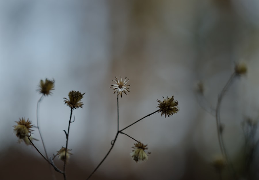 Photo Sensitive nature