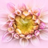 Photo Somatic Healing