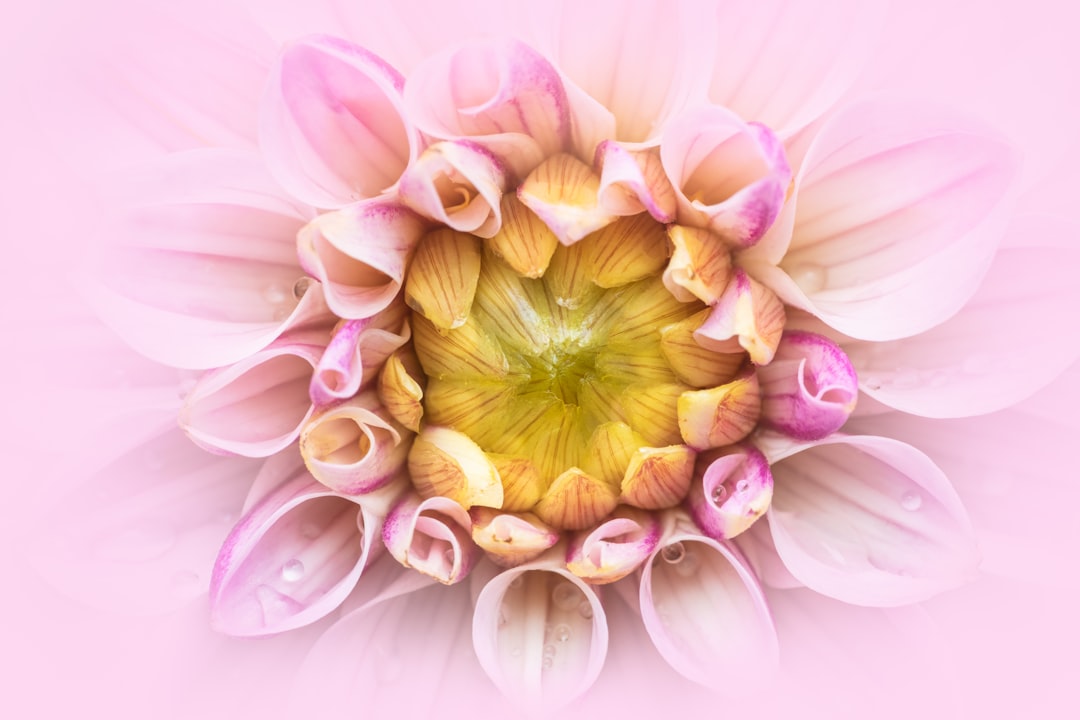 Navigating Spiritual Bypass in Somatic Healing