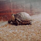 Photo Slowing Down