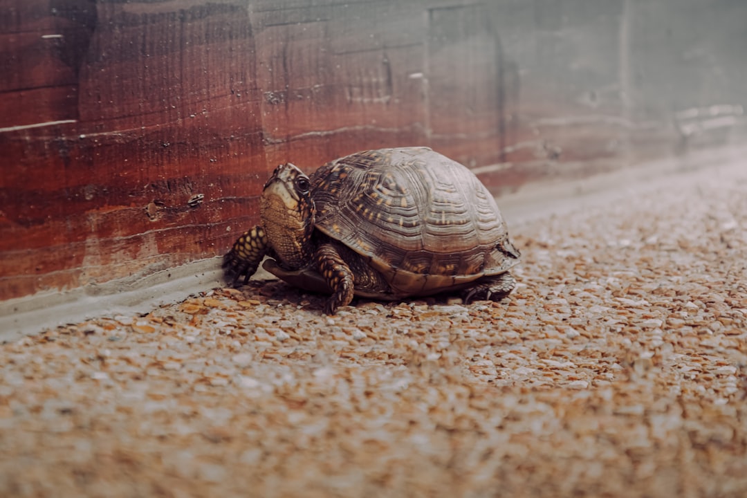 Why Slowing Down Feels So Hard (and What Your Body Needs)