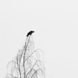 Photo Restlessness