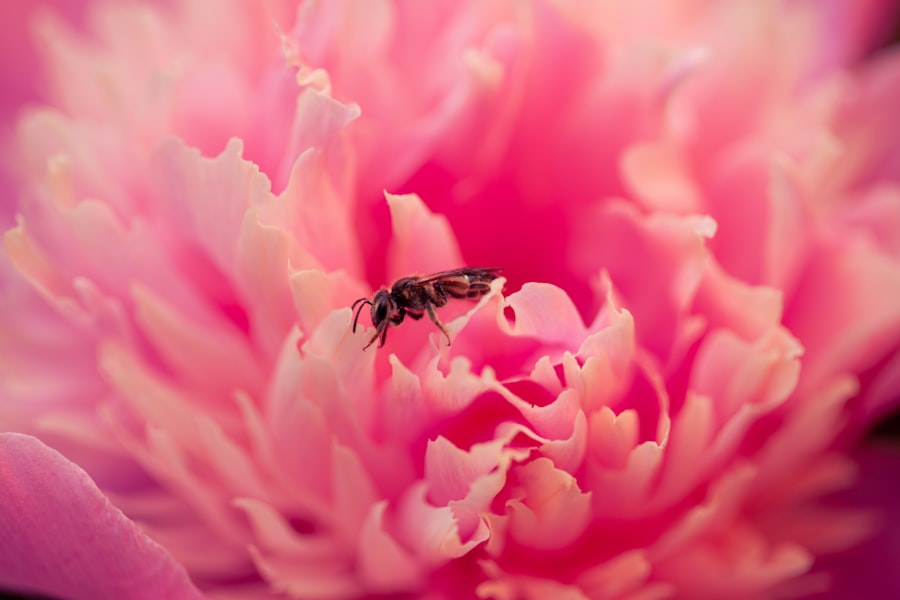 Photo Nourishment