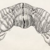 Photo Nervous System