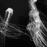 Photo Nervous System Response Rejection