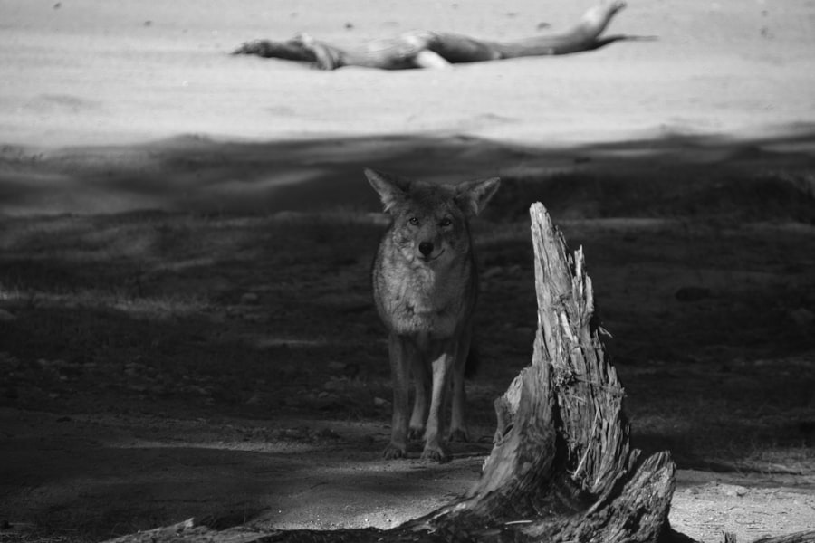 Understanding Fight, Flight, Freeze, and Fawn