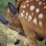 Photo Understanding Fight, Flight, Freeze, and Fawn