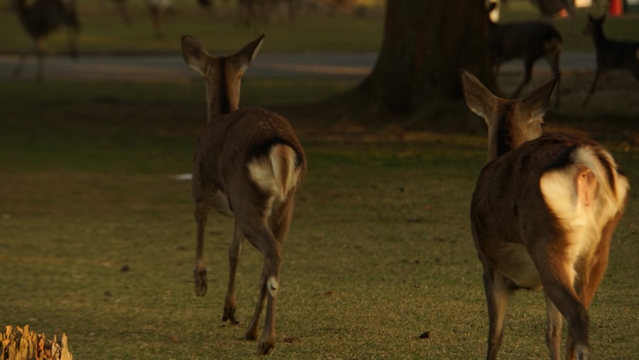 Photo Understanding Fight, Flight, Freeze, and Fawn