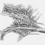 Photo Nervous System Relationships