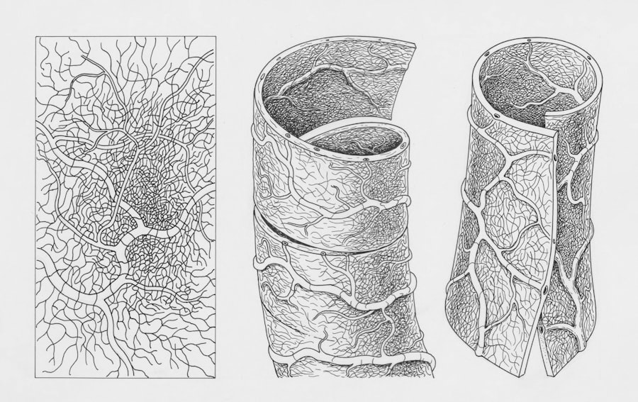 Photo Nervous System Relationships