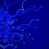 Photo Nervous System Regulation