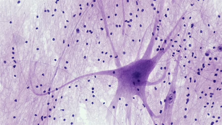 Photo Nervous System Regulation
